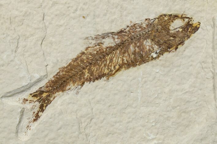 Fossil Fish (Knightia) - Green River Formation #237187